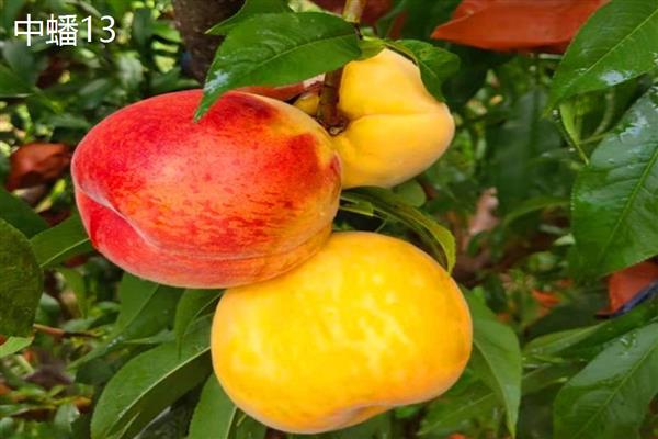 北方适合种的桃树品种，推荐秋雪、秋甜等