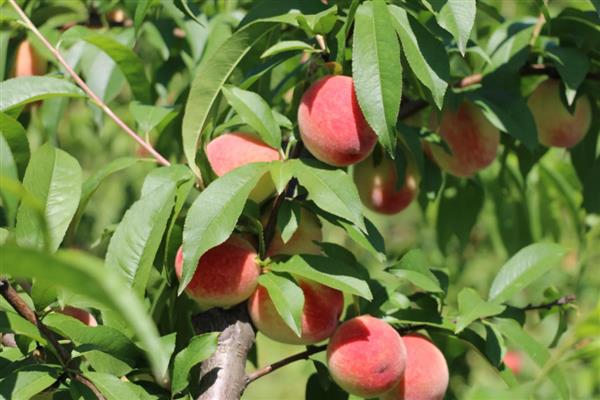 北方适合种的桃树品种，推荐秋雪、秋甜等