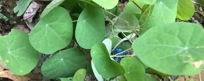 山乌龟的作用，可制作杀虫药