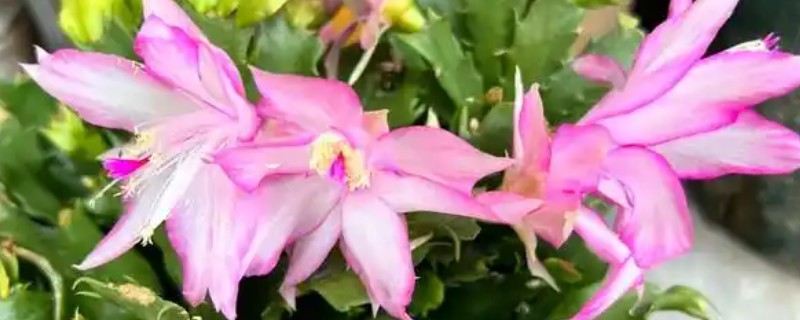 如何养殖嫁接的蟹爪兰，施肥主要集中在春季和秋季