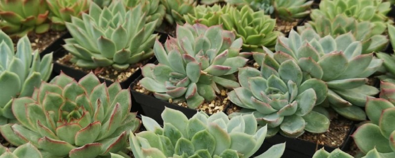 怎么养东云多肉，离不开适宜的水分