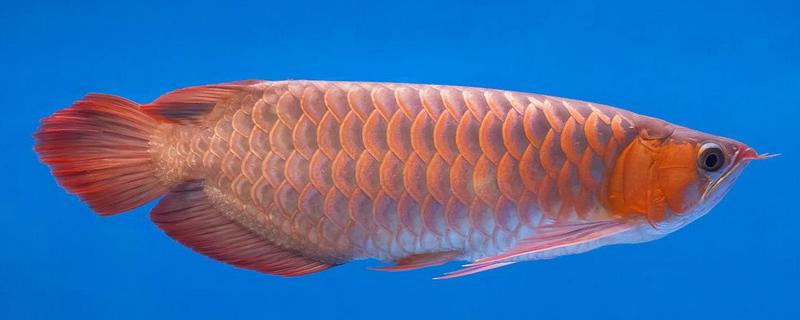 红龙鱼不爱游动的原因，可能是水温低或水质差所致