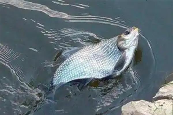鳊鱼的简介，是鲤科鳊属鱼类的统称