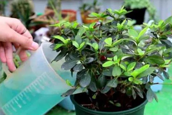 怎样给花卉施肥，施肥要选择其生长旺盛期进行