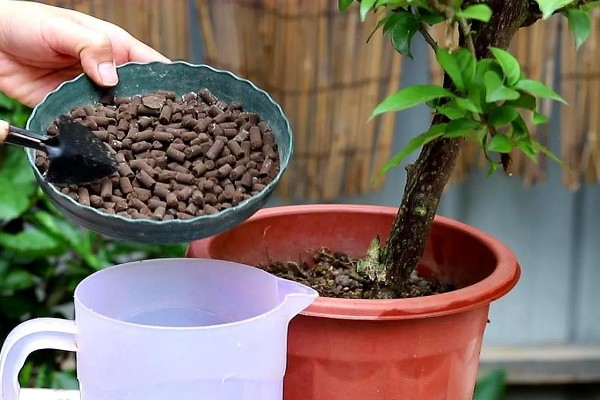 怎样给花卉施肥，施肥要选择其生长旺盛期进行