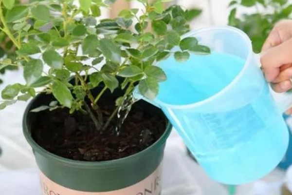 怎样给花卉施肥，施肥要选择其生长旺盛期进行