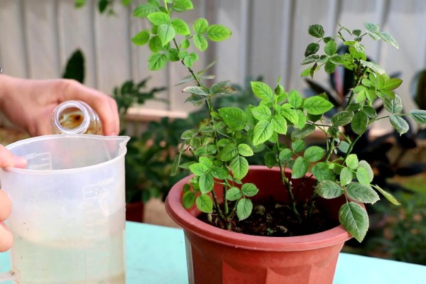 怎样给花卉施肥，施肥要选择其生长旺盛期进行