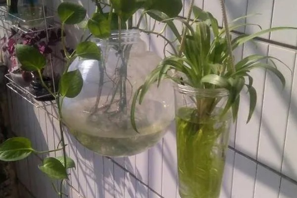 怎样给花卉施肥，施肥要选择其生长旺盛期进行