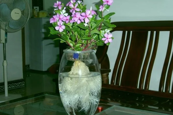 怎样给花卉施肥，施肥要选择其生长旺盛期进行