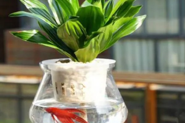 怎样给花卉施肥，施肥要选择其生长旺盛期进行