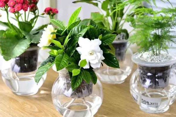 怎样给花卉施肥，施肥要选择其生长旺盛期进行