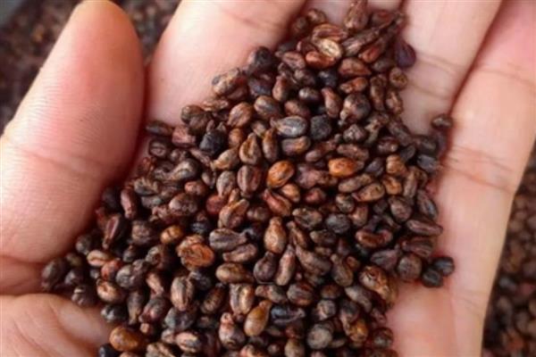 葡萄的种植方法，可在春季3-5月时播种繁殖