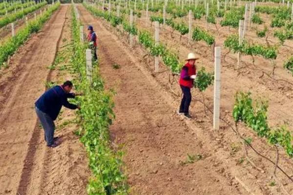 葡萄的种植方法，可在春季3-5月时播种繁殖