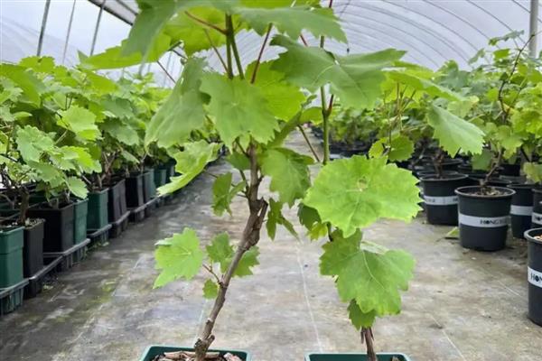 葡萄的种植方法，可在春季3-5月时播种繁殖