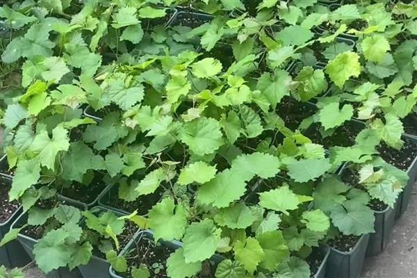 葡萄的种植方法，可在春季3-5月时播种繁殖