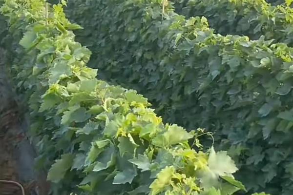 葡萄的种植方法，可在春季3-5月时播种繁殖