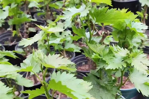 葡萄的种植方法，可在春季3-5月时播种繁殖