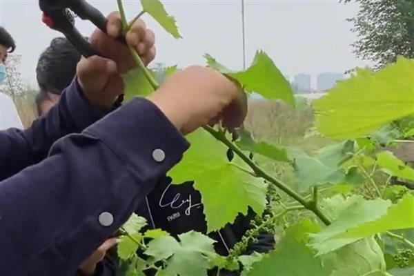 葡萄的种植方法，可在春季3-5月时播种繁殖