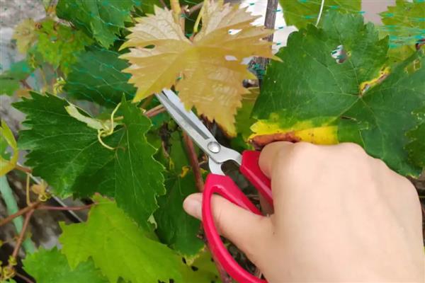 葡萄的种植方法，可在春季3-5月时播种繁殖