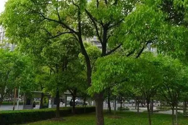 香樟树什么时候落叶，叶片会在4-5月份凋落并重新长出