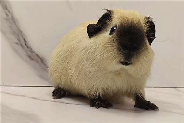 荷兰猪可以长多大，最长可以长到25厘米