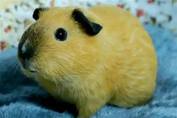 荷兰猪可以长多大，最长可以长到25厘米