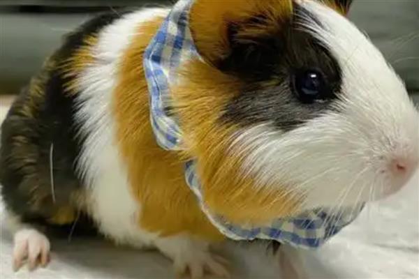 荷兰猪可以长多大，最长可以长到25厘米