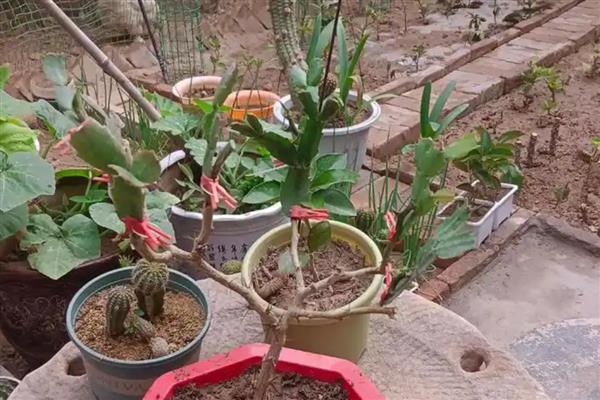 如何养殖嫁接的蟹爪兰，施肥主要集中在春季和秋季