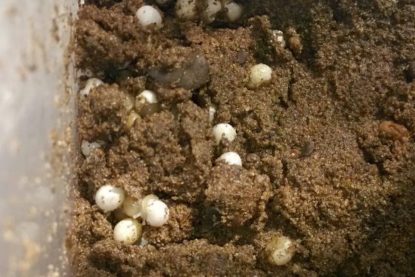 蜗牛是不是软体动物，蜗牛是软体动物