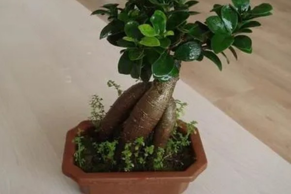 小榕树的养殖方法，夏季高温可喷水增湿