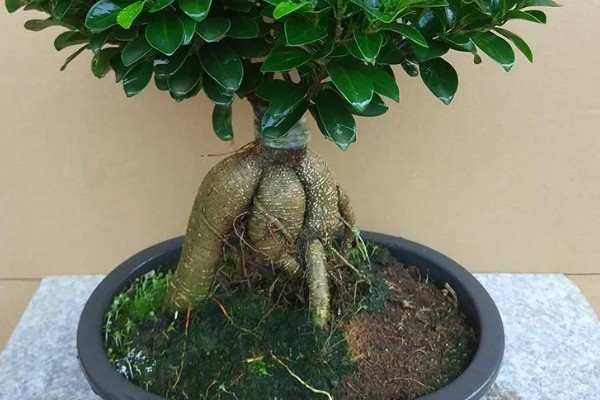 小榕树的养殖方法，夏季高温可喷水增湿