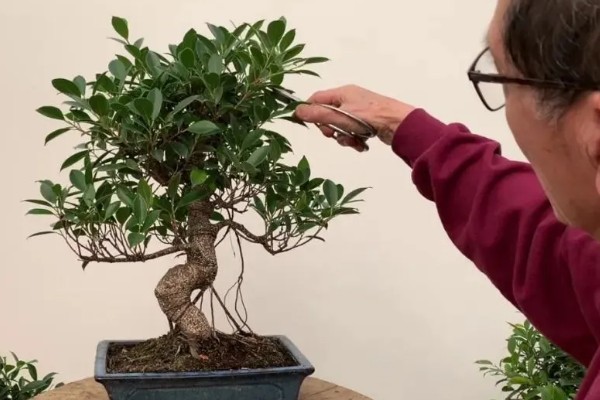 小榕树的养殖方法，夏季高温可喷水增湿