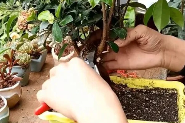 小榕树的养殖方法，夏季高温可喷水增湿