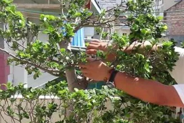 小榕树的养殖方法，夏季高温可喷水增湿