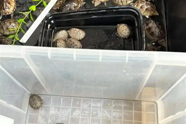 剃刀龟好养吗，是比较好养的