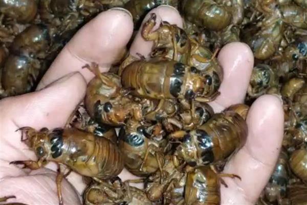 蝉蜕壳要多久，要1个小时左右