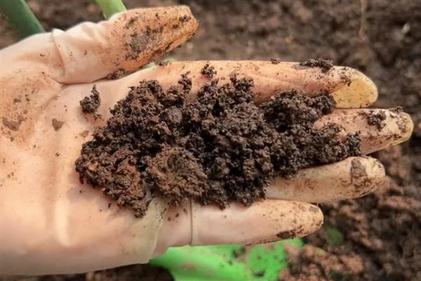 怎么养东云多肉，离不开适宜的水分