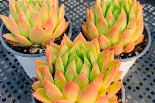 怎么养东云多肉，离不开适宜的水分