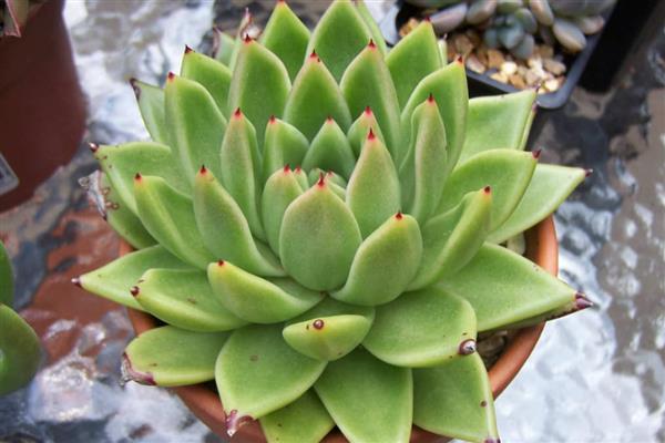 怎么养东云多肉，离不开适宜的水分