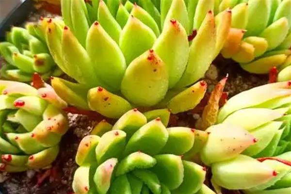 怎么养东云多肉，离不开适宜的水分