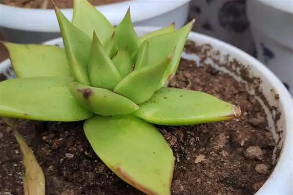 怎么养东云多肉，离不开适宜的水分