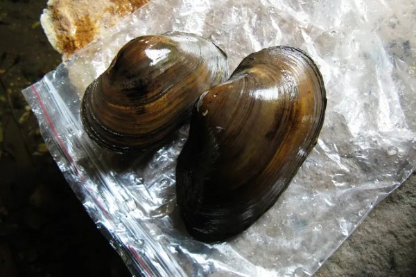 河蚌简介，是一种淡水双壳动物