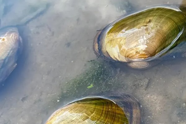 河蚌简介，是一种淡水双壳动物