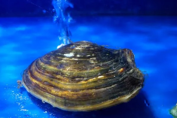 河蚌简介，是一种淡水双壳动物