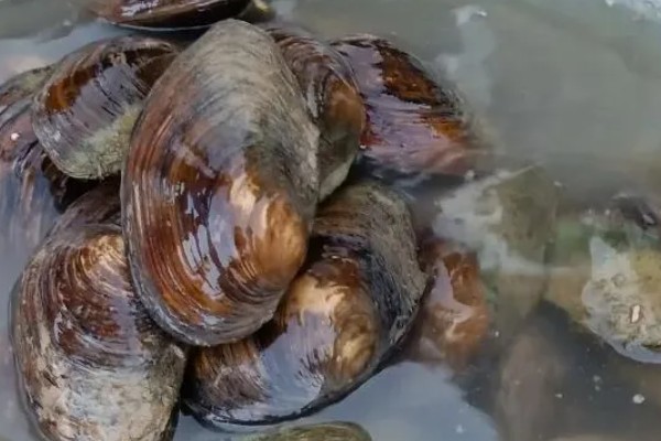 河蚌简介，是一种淡水双壳动物