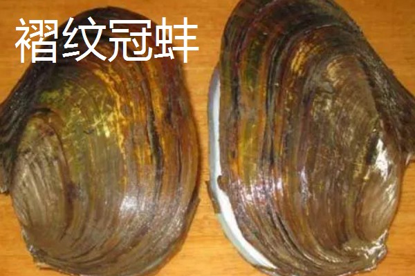 河蚌简介，是一种淡水双壳动物