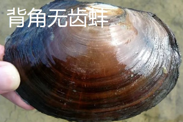 河蚌简介，是一种淡水双壳动物