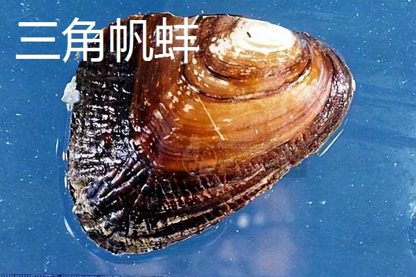 河蚌简介，是一种淡水双壳动物