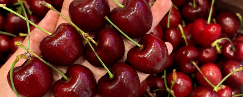 拉宾斯车厘子的品种介绍，是杂交培育品种