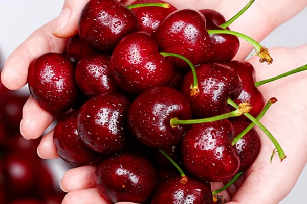 拉宾斯车厘子的品种介绍，是杂交培育品种